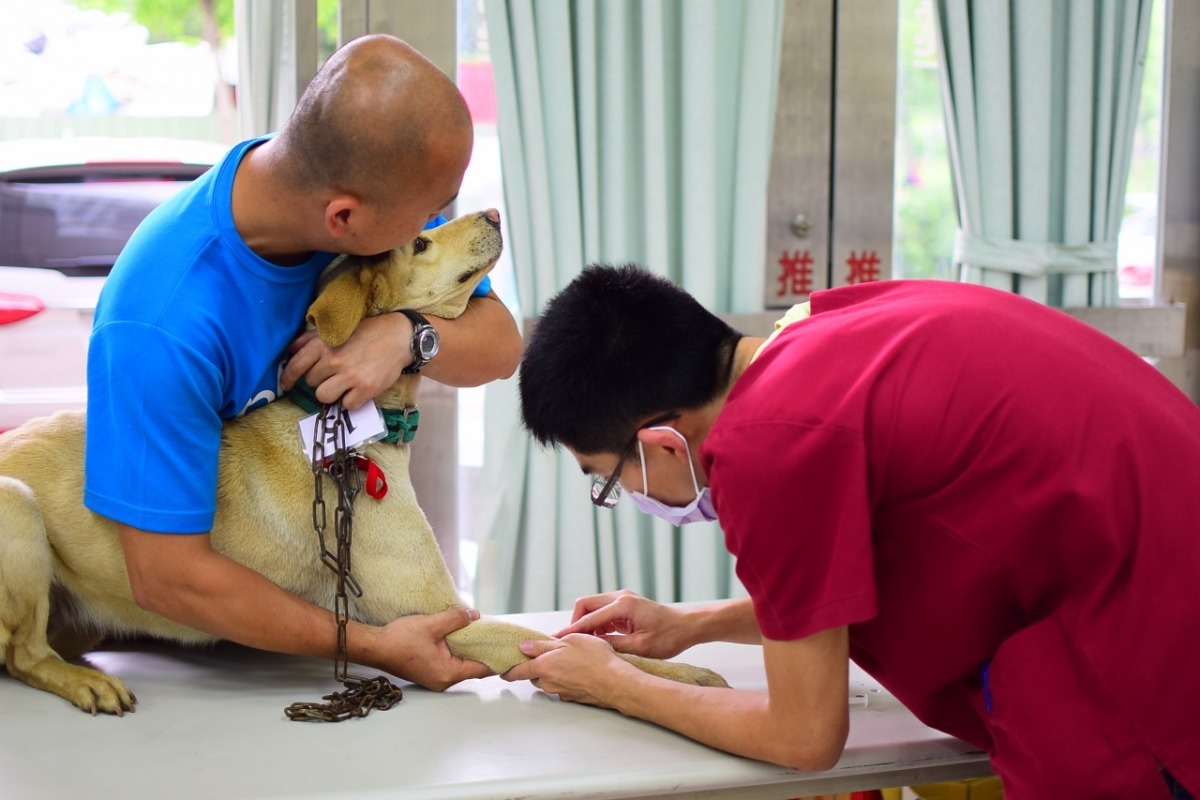 狗兒打麻藥，只要有人在旁保定就沒問題。  江幸芸/攝