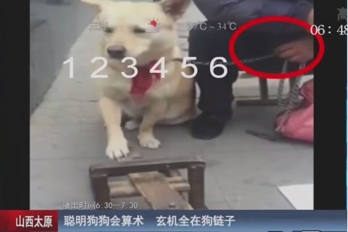 原來狗兒的解題技巧，在於飼主手上的鍊子（紅圈處）。　取自安徽衛視