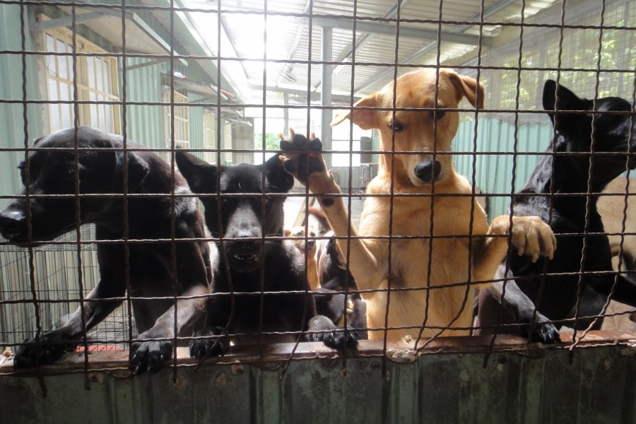 狗園內的狗兒共有89隻。  江幸芸/攝