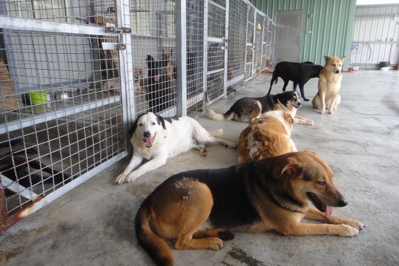 狗舍內的狗兒白天自由活動，晚上回到籠子裡休息。  江幸芸/攝