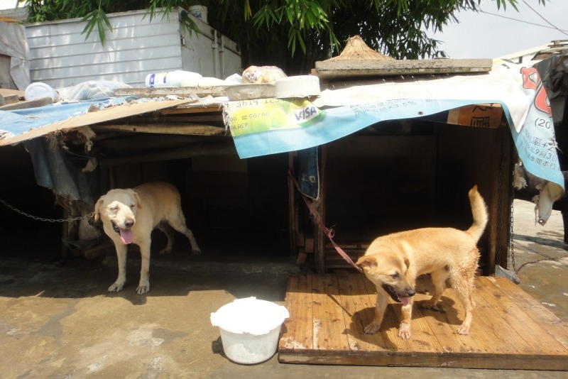 狗舍空間不夠，有些狗兒住在志工協助搭建的小狗屋。  江幸芸/攝