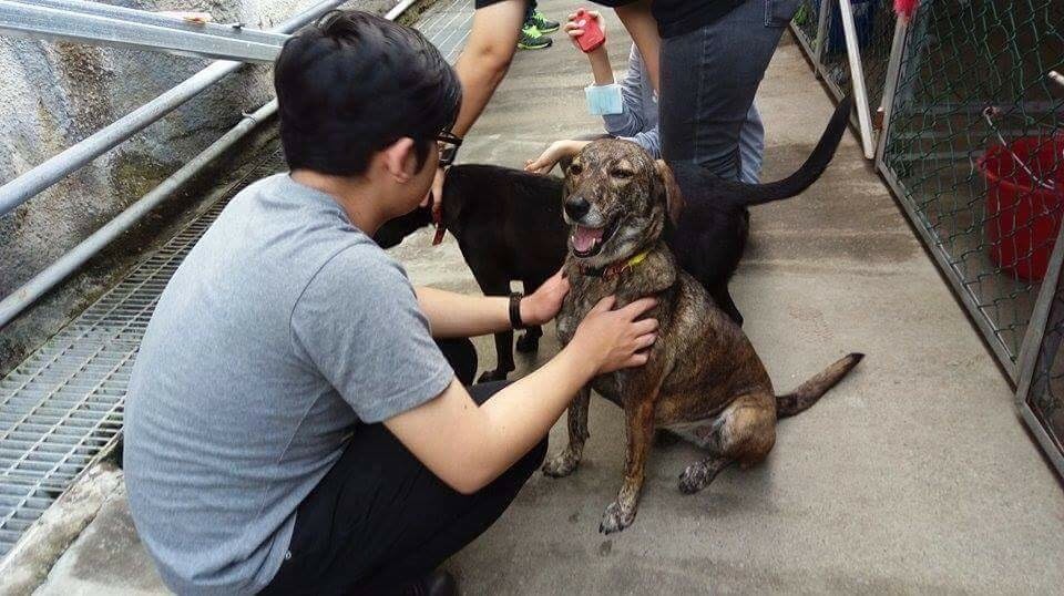 朝陽科大動保社未來可望轉型，協助社區犬貓TNR，並將犬舍作為醫療、術後休息區。  朝陽科大動保社/提供