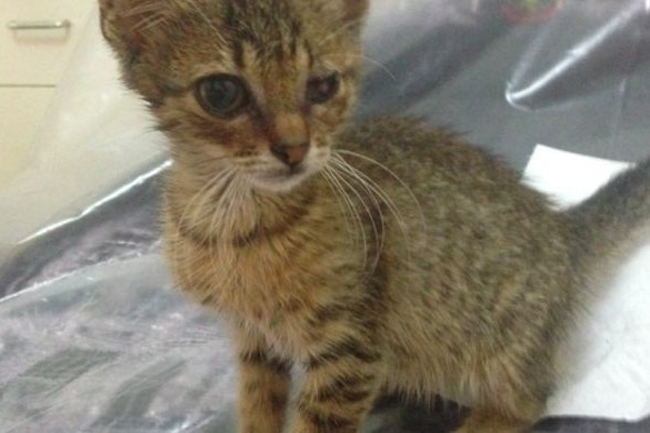 賽蒙救援的小貓Poppy被發現時狀況淒慘，經過救援醫療後已經送養。　取自英國《都市報》