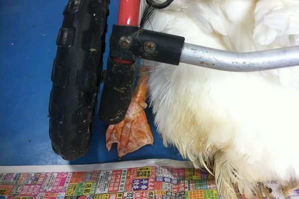 拐拐的左腳偶爾會被輪椅卡到，仍須製作專屬輪椅。　台北市野鳥學會/提供