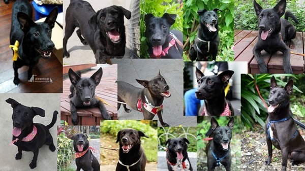 在花博公園舉辦的「Maji動物生活市集」，12月20日下午1點，有流浪動物花園的黑狗送養派對，攤位上還有許多狗狗等待認養。　流浪動物花園/提供