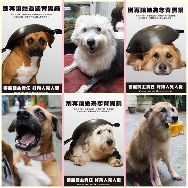 拍攝飼主教育廣告的拳獅（左起）、古古、妮妮還在八里保育場等待領養喔！　中華民國保護動物協會/提供‧李娉婷/攝