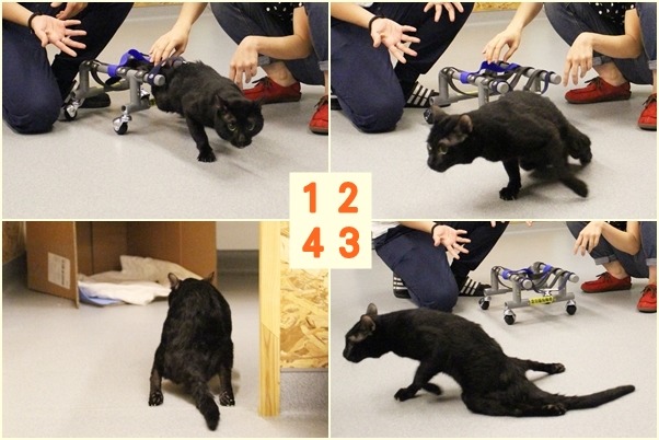 工作人員把手放開,黑嘉麗馬上溜回自己的小窩。 江幸芸/攝