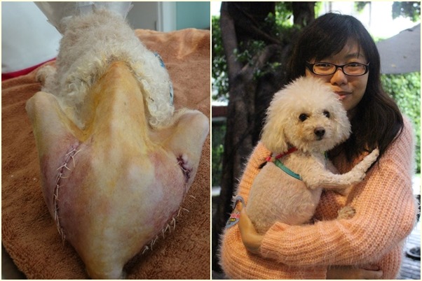 毛臉臉社團救出重傷又被飼主拋棄的Hero(左圖,毛臉臉社團/提供),幾乎快花光救援經費,但看狗兒現在幸福的樣子(右圖,江幸芸/攝),很值得。