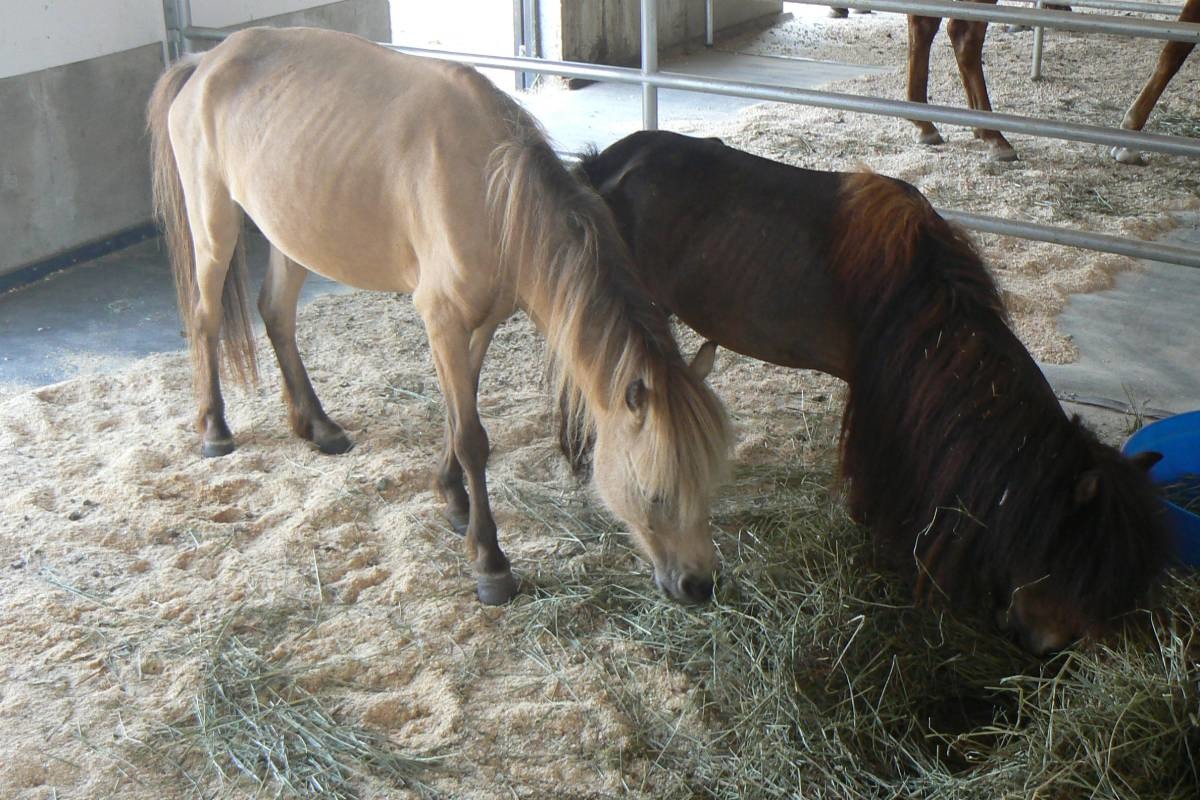 馬匹瘦弱且精神狀況不佳。　取自《the province》