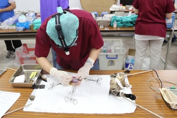 新北市動保處今天展開第一波猴硐街貓絕育工作，出動14名獸醫，預計幫40隻貓絕育。　新北市動保處/提供