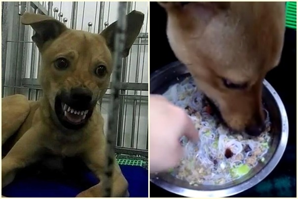 柔寶媽矯正護食、會兇人的狗兒,最後甚至能把手伸進碗中。 柔寶媽/提供