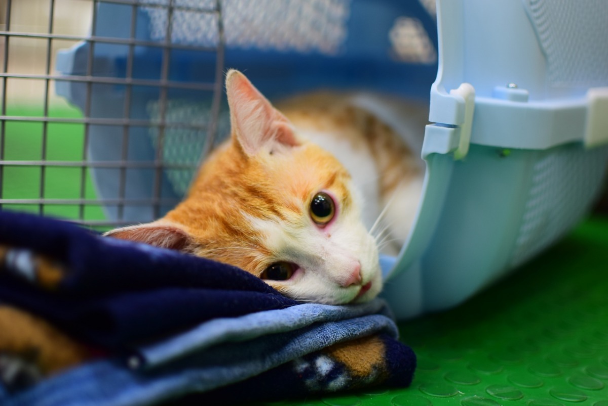 術後恢復區的貓咪。  江幸芸/攝