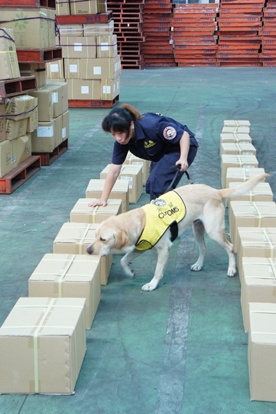 緝毒犬執勤的時候是搖著尾巴檢查貨物和行李，就像是玩遊戲。　財政部關務署/提供