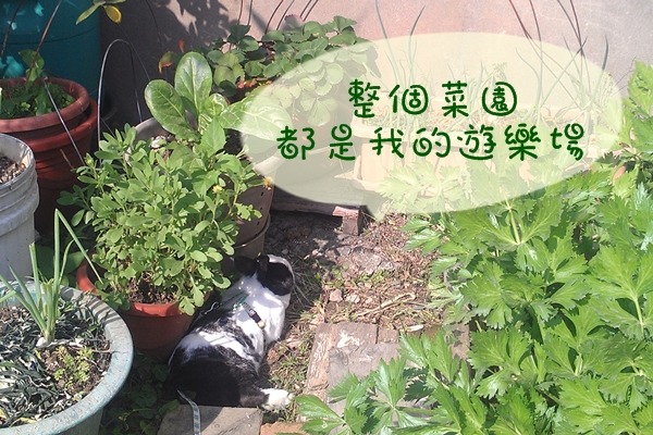 天氣好的時候,蝙蝠俠會到菜園玩耍。 彼兔沛烘焙坊/提供