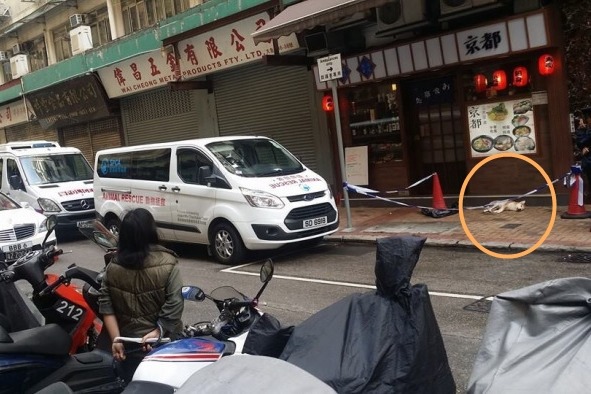香港的柴犬（圓圈處）疑似從打開的氣窗墜樓。　取自香港動物報