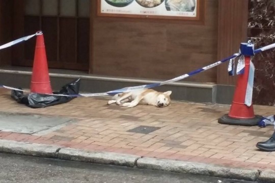 香港大角嘴有隻柴犬從高樓墜下身亡。　取自香港動物報