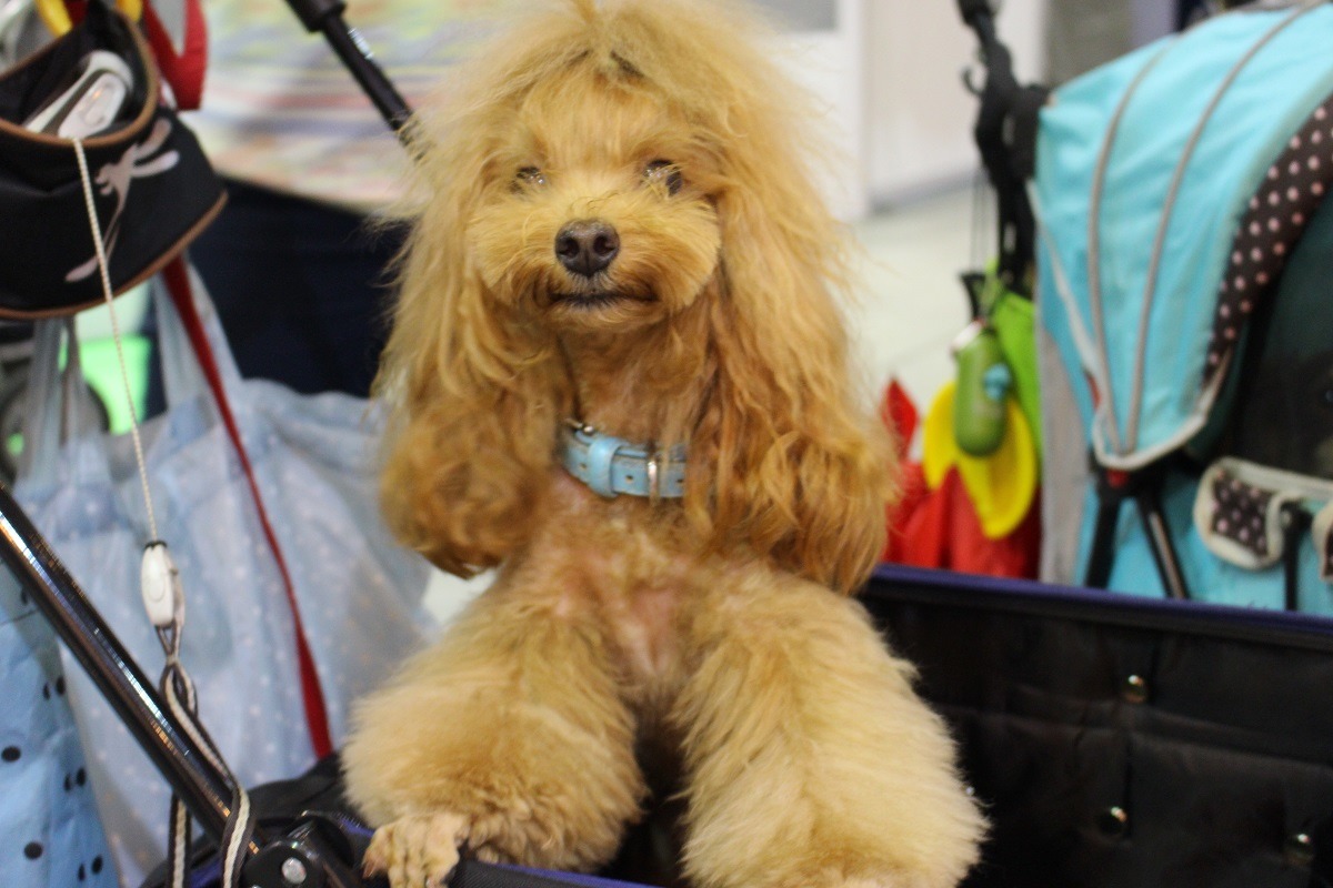 我的造型好看嗎? 何宜/攝