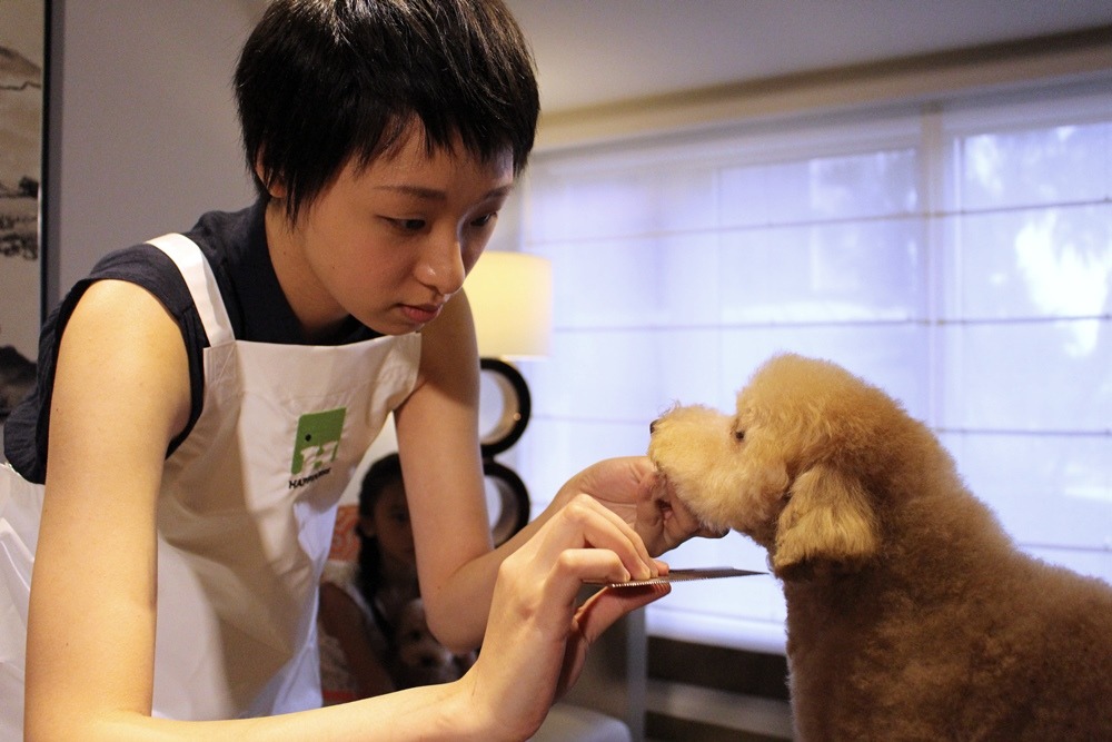 毛孩如果年邁或個性敏感,讓牠在主人的陪伴下,在最熟悉的家裡美容,能降低毛孩的緊張、不安。 黃靖雅/攝