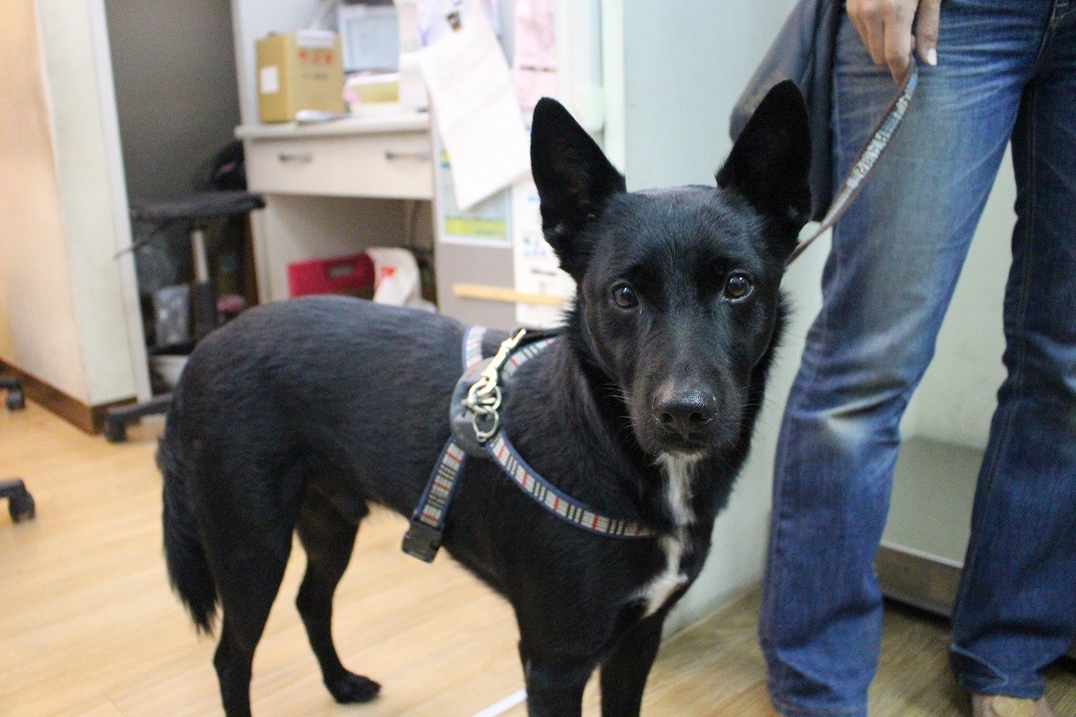 家犬身分登記是徹查是否絕育的第一步。　何宜/攝