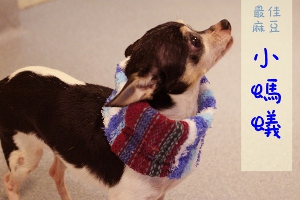 感謝諾亞方舟動物同樂會的待送養狗狗「小螞蟻」當麻豆！　江幸芸/攝