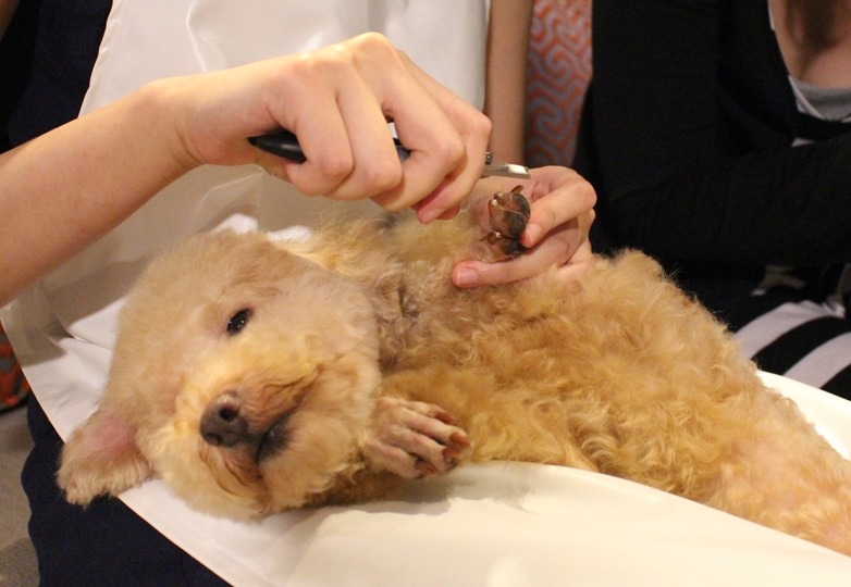 到府美容時,飼主能全程在旁觀看。雖然在剪指甲,但圖中的紅貴賓因為安心,已經昏昏欲睡。 黃靖雅/攝