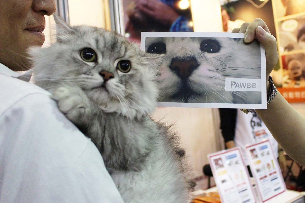 PAWBO波寶的公關貓Shorty來台灣動物新聞網串門子,在寵物展現場至台灣動物新聞網攤位按讚,就能得到Shorty媽媽的酷卡唷! 李娉婷/攝
