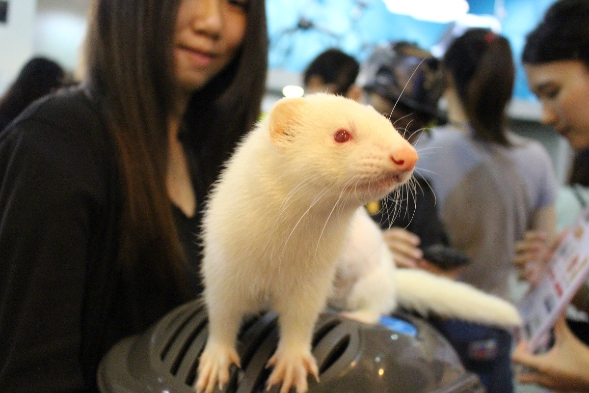 寵物展不只有貓貓狗狗,雪貂飼主也帶著愛寵來逛街。 李娉婷/攝