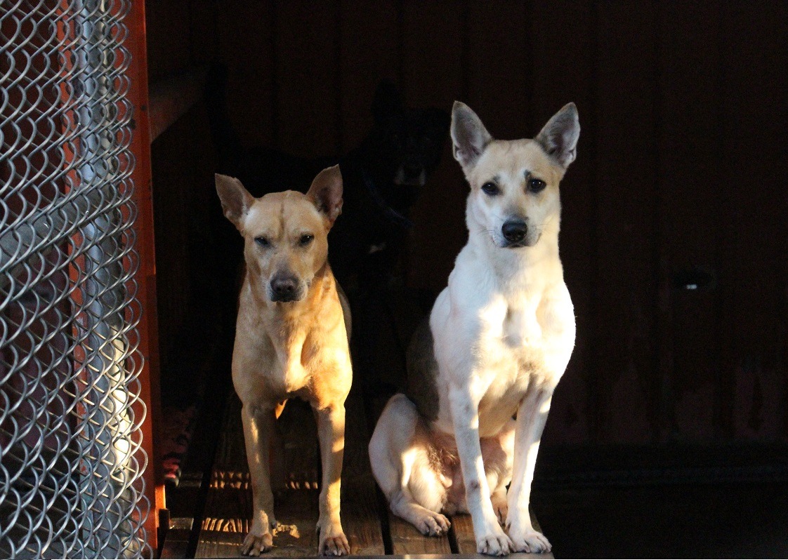 收容所有氣味、噪音問題，為不造成鄰里不滿，多設在偏僻之處。　台灣動物新聞網資料照。李娉婷/攝