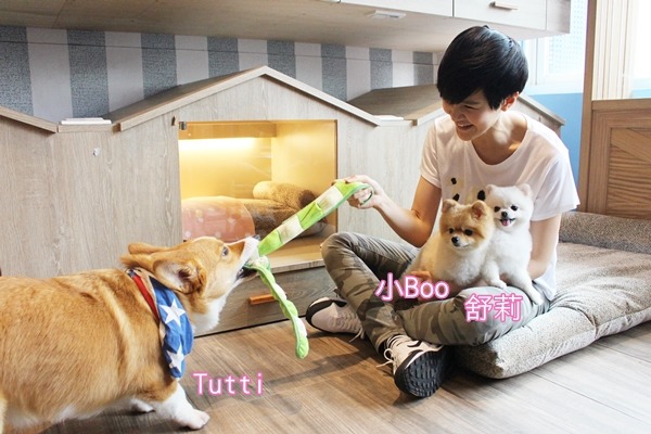 博美犬舒莉本來被長期關籠飼養,鄒寧恩(圖)救牠出來後,和狗明星Tutti(Tutti Cafe圖比咖啡老闆夫婦的愛犬)、小Boo一起坐檯顧店。 江幸芸/攝