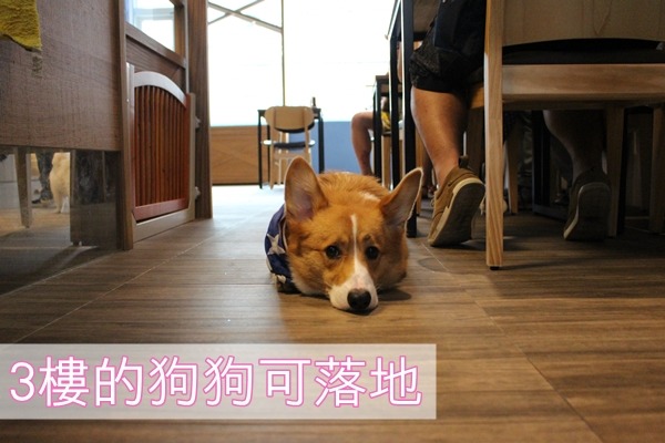 跑飯店3樓的狗狗可以落地,2樓要坐在椅子上喔! 江幸芸/攝