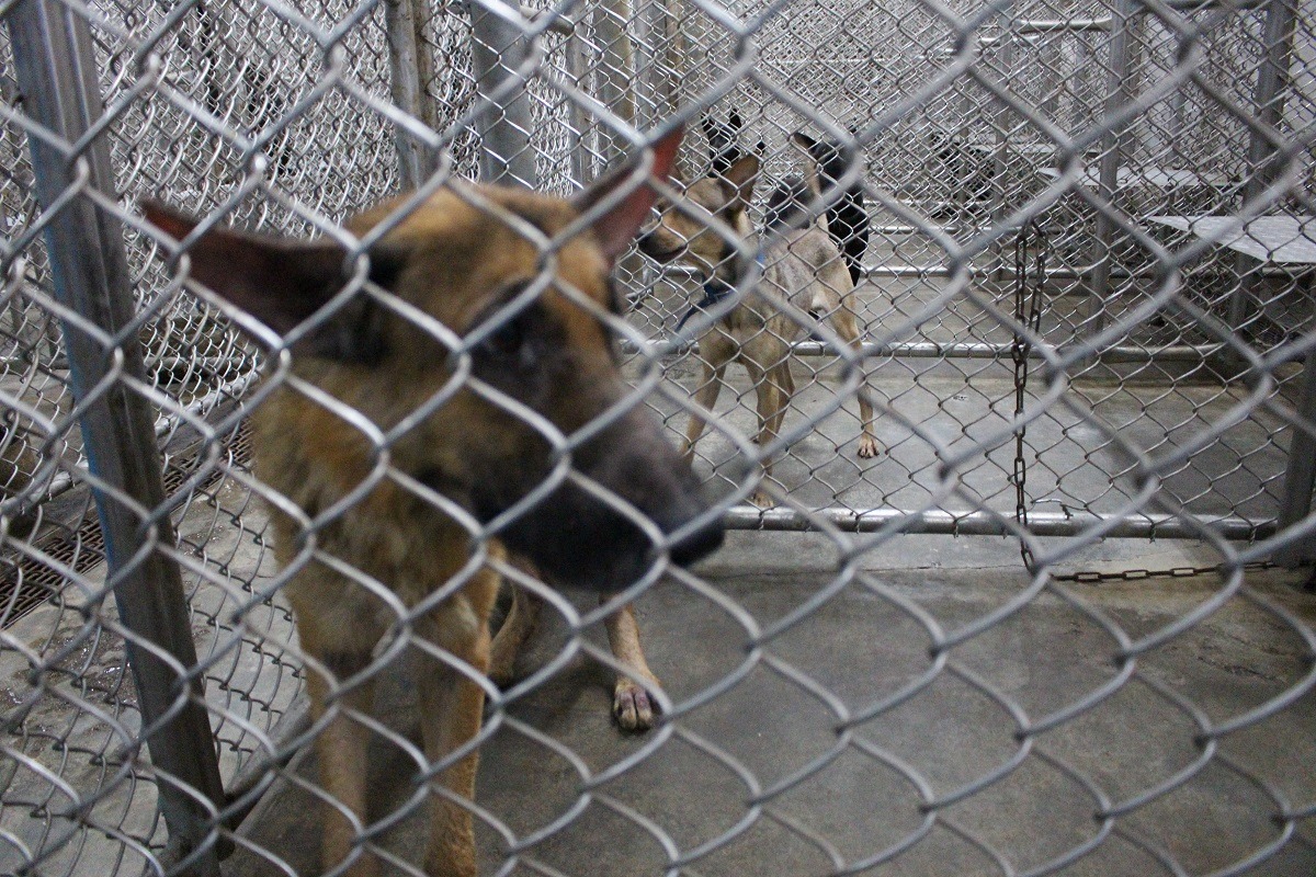 有少數收容所以防疫為由大量區域不開放。圖為屏東收容所　台灣動物新聞網資料照(李娉婷/攝)