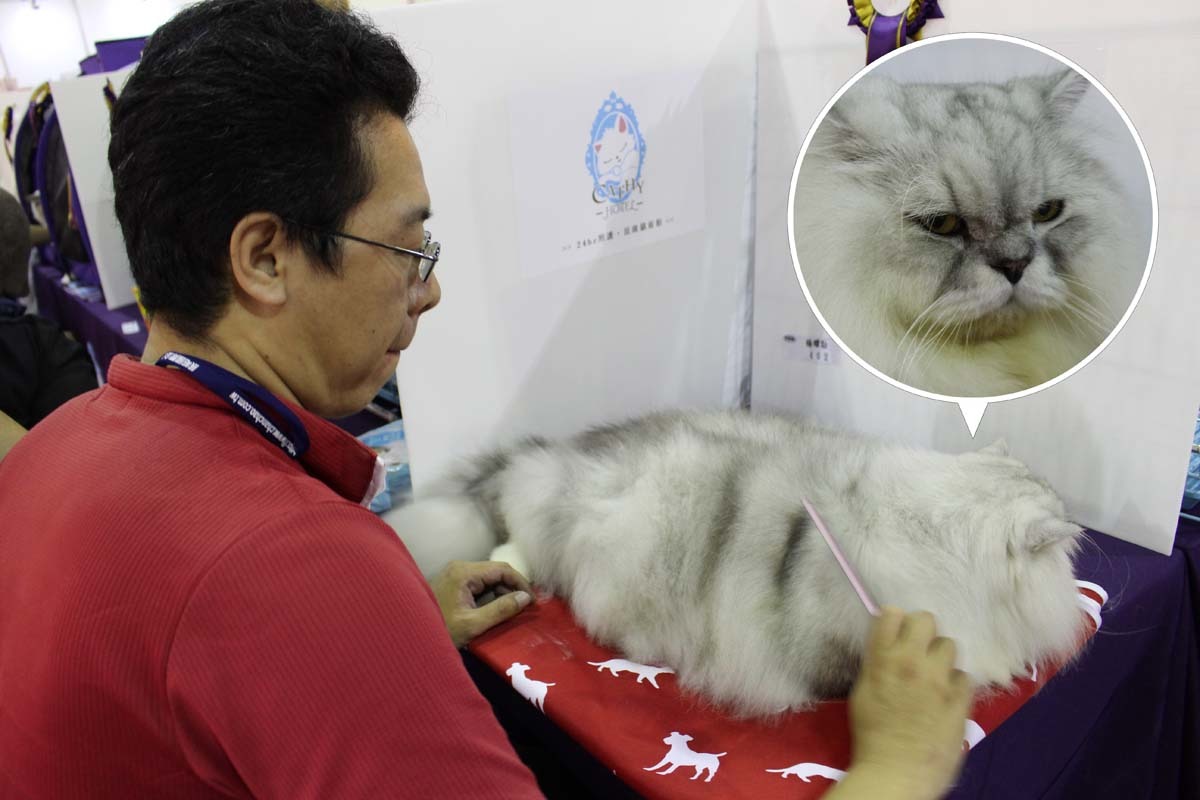 飼主楊先生幫「小貓」梳毛，讓牠美美的出賽。　李娉婷/攝