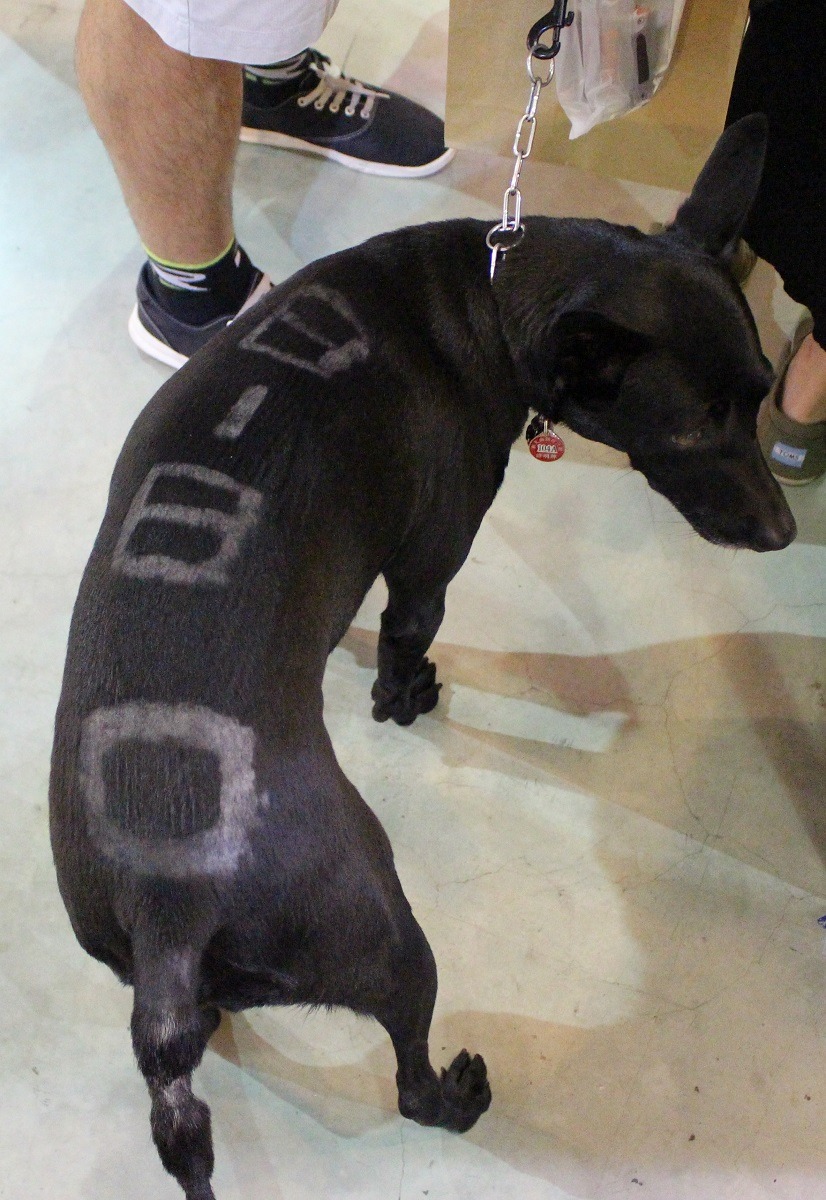 「Bibo」的名字就剃在身上，是爸爸媽媽親手做的造型唷！　李娉婷/攝