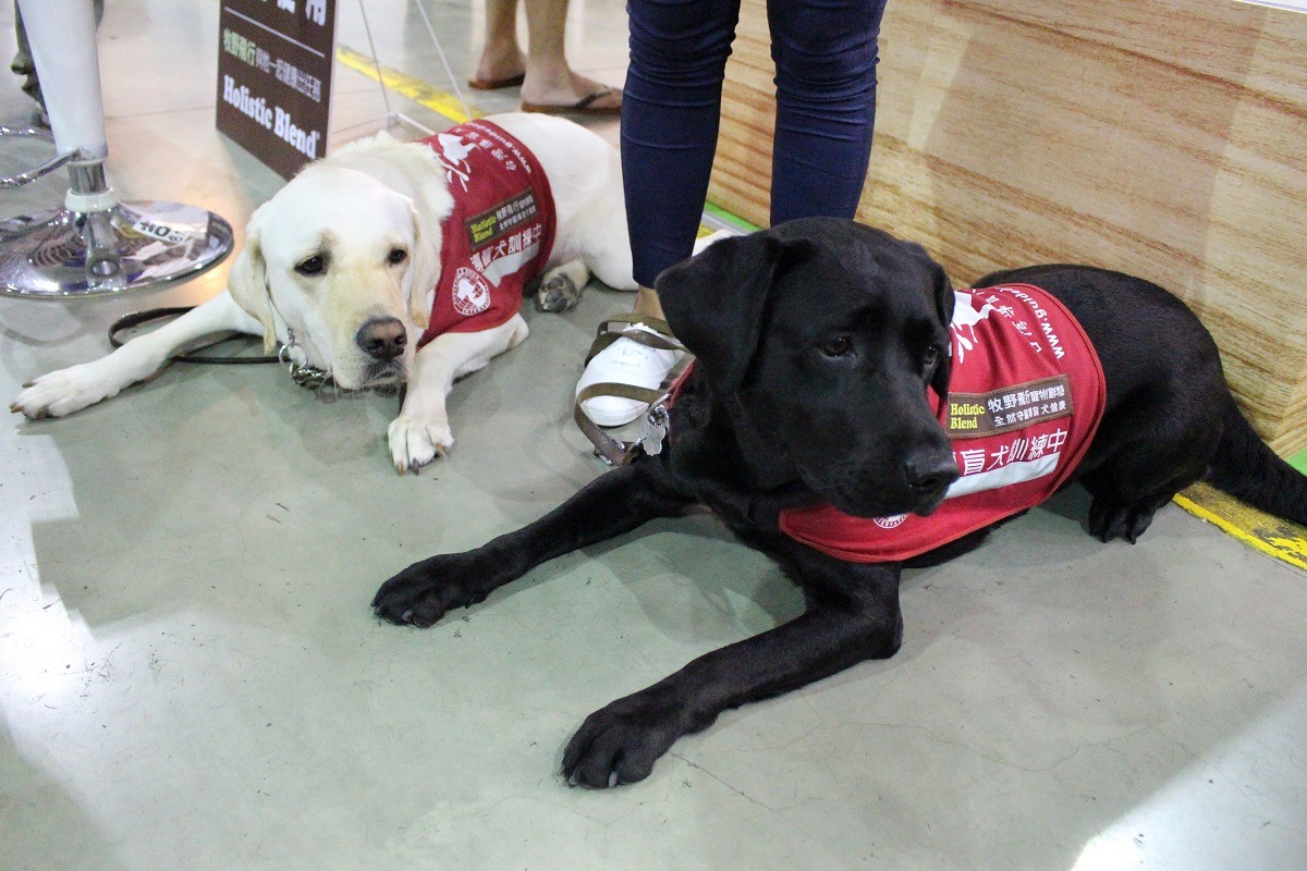 寵物第一天放颱風假的導盲犬們也現身寵物展囉！　李娉婷/攝