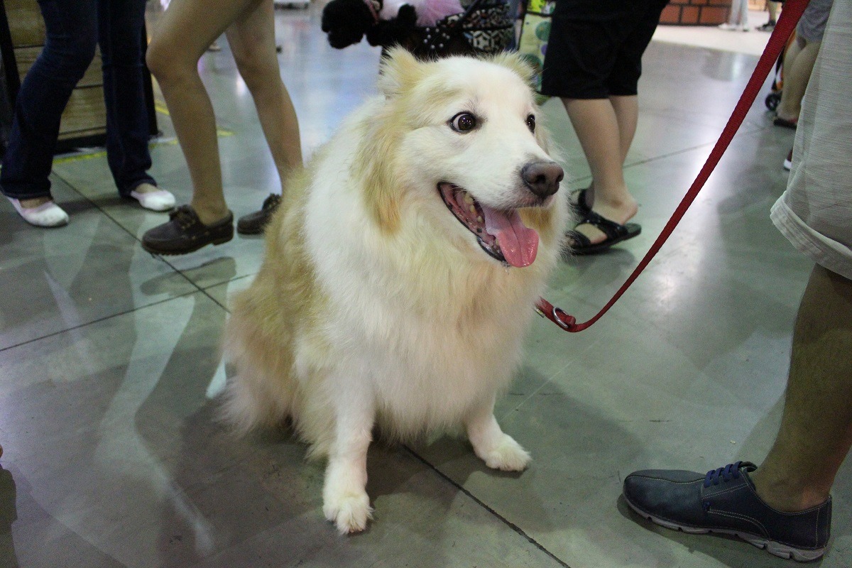 「Nimo」吃鮮食吃的圓滾滾，不過精神看起來很好呢！　李娉婷/攝