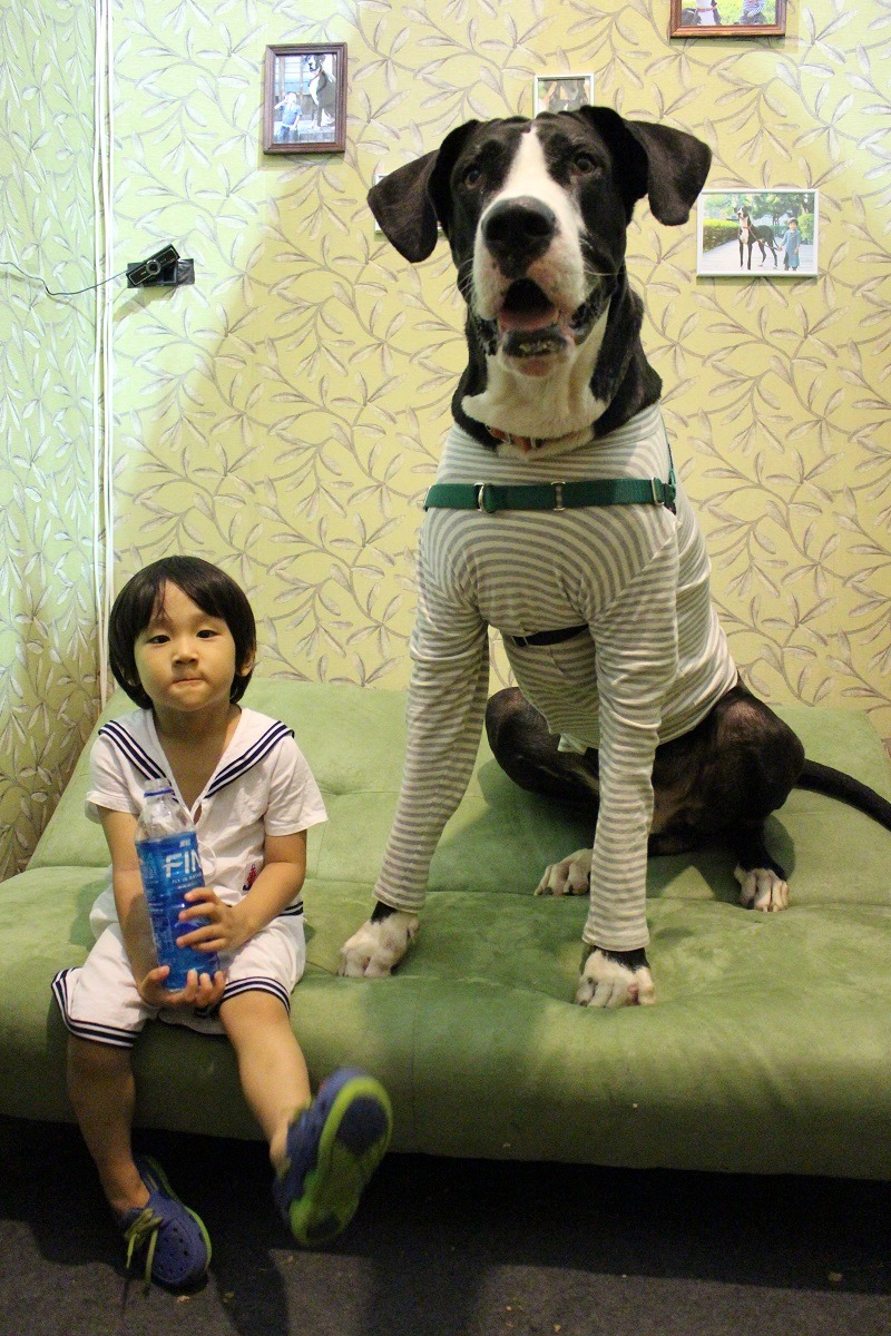 大丹狗「Kii」在攤位上等著客人進房跟牠合照。　江幸芸/攝