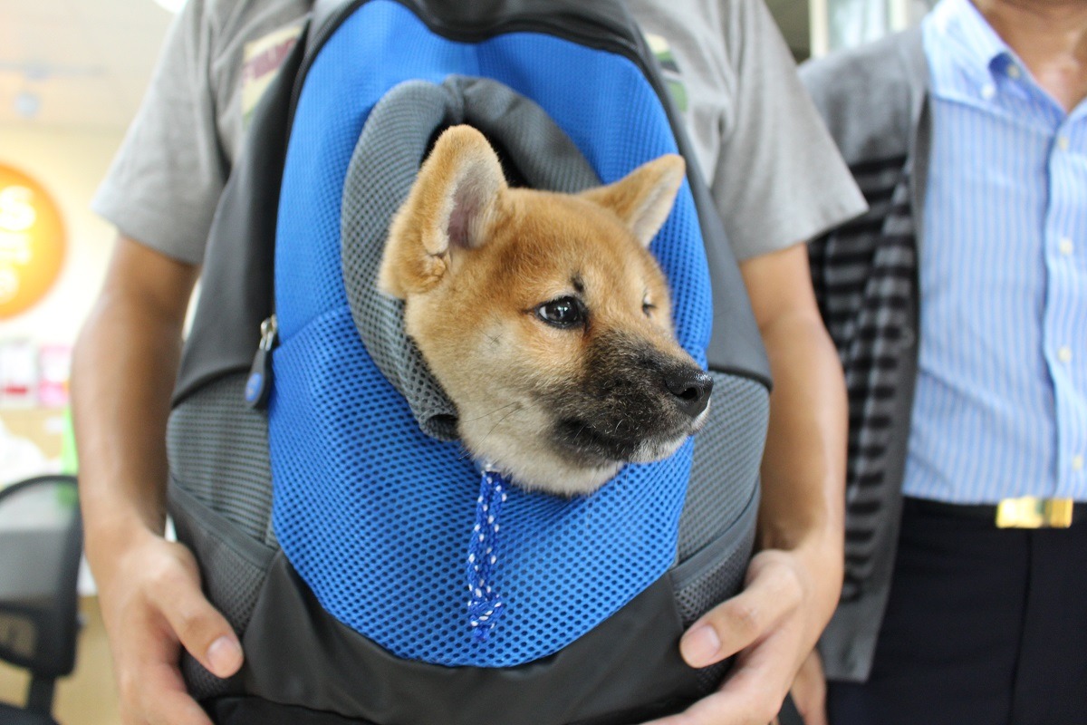 圖為送養會中送養出的柴犬。 台灣動物新聞網資料照。何宜/攝