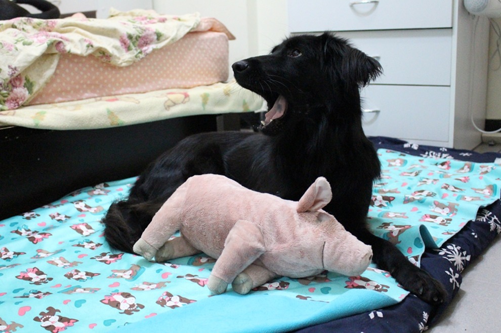 芝麻和牠(火速被咬壞)的玩具豬。　黃靖雅／攝