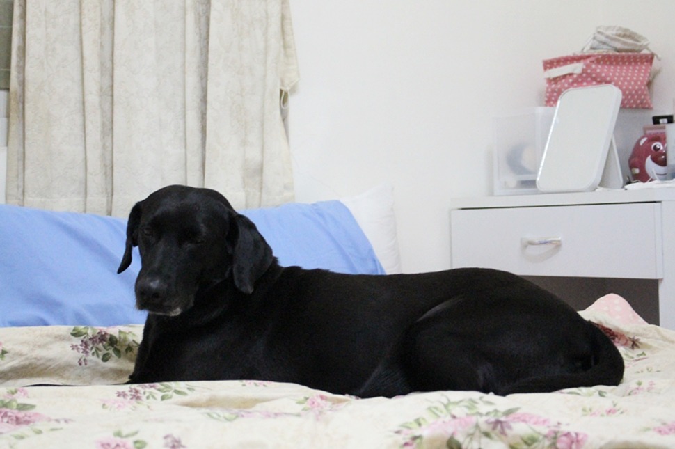 蔡小姐對老年狗的照護頗有心得，所以不擔心呆呆的年紀。　黃靖雅/攝