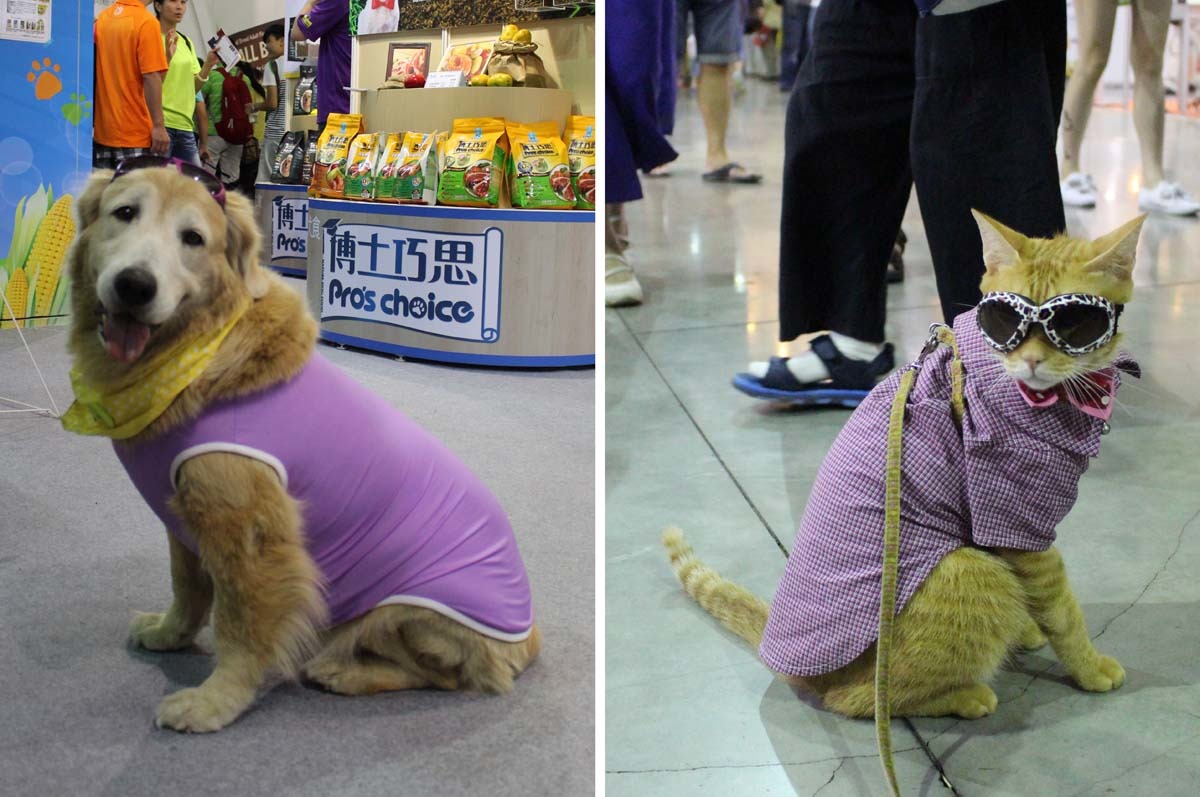 太陽眼鏡加紫色上衣，你們約好了嗎？　江幸芸/攝