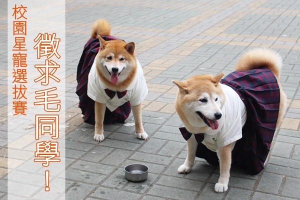 「2015第一屆校園星寵選拔賽」徵求全台各級學校的毛同學，不論貓狗鼠兔，都能報名參加！圖為安溪國中校犬可樂（左）和新同學Yumi（右）。　江幸芸/攝