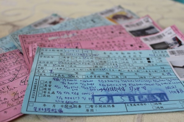 狗卡上的給藥紀錄密密麻麻，但狗兒的毛皮狀況仍是時好時壞。　江幸芸/攝