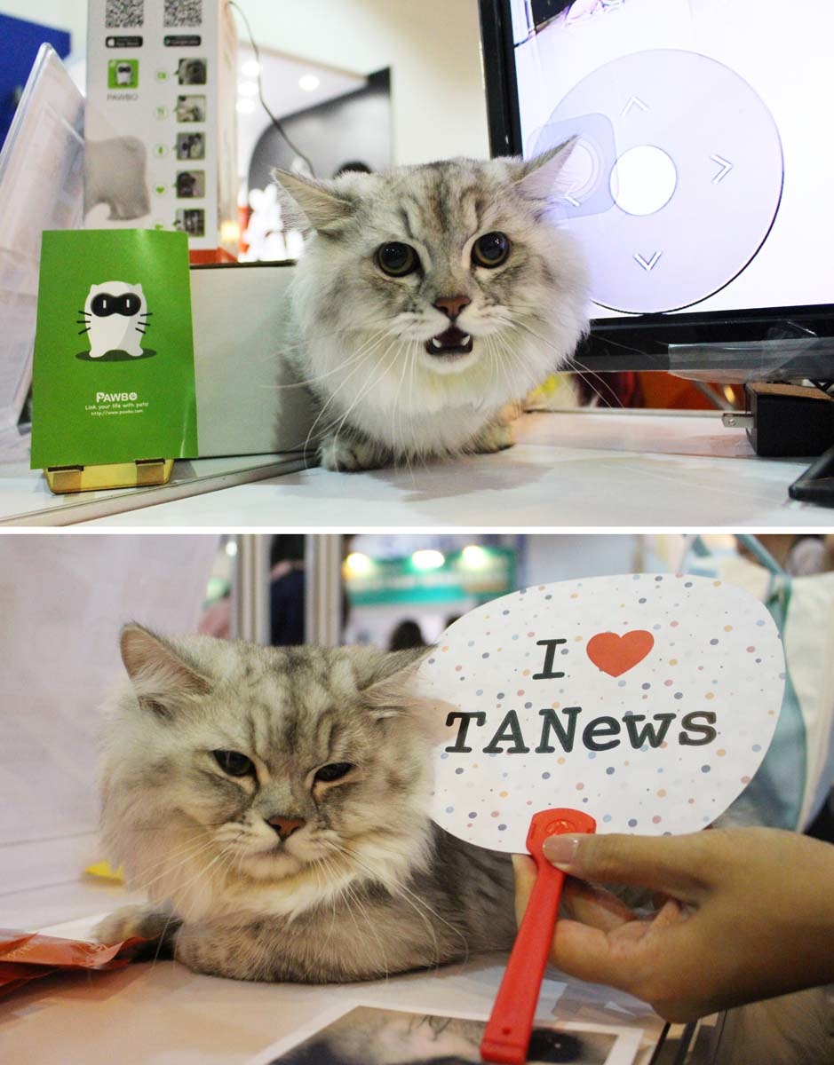 波寶的「Shorty」還會到台灣動物新聞網的展位作客。　江幸芸/攝
