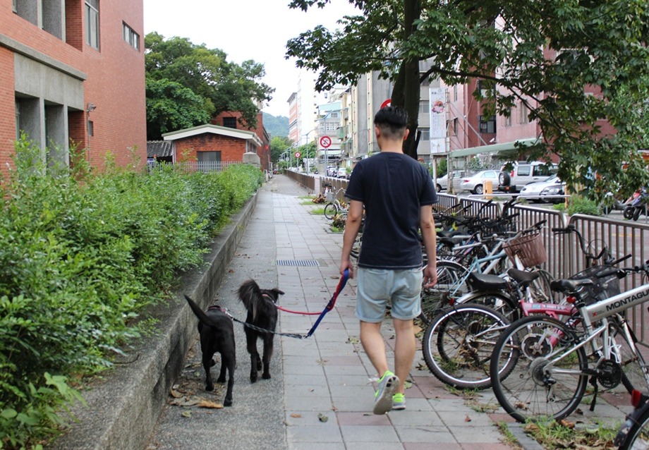 兩隻狗狗早晚會各出門散步一次。　黃靖雅/攝