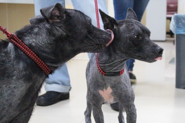 台北市動物之家有7隻毛快掉光的狗兒，多次給藥都治不好，也許還個環境才會好轉。　江幸芸/攝