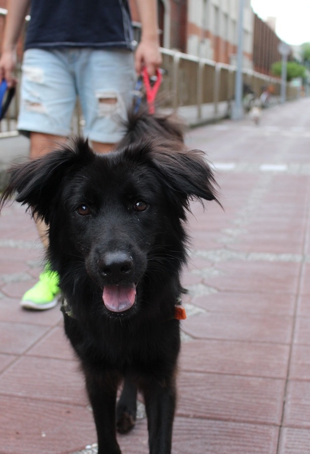 蔡小姐說，APA把狗狗照顧得很好，呆呆跟芝麻都又漂亮又健康。她帶芝麻跟呆呆出門時，常被稱讚怎麼把狗養得這麼漂亮！　黃靖雅/攝