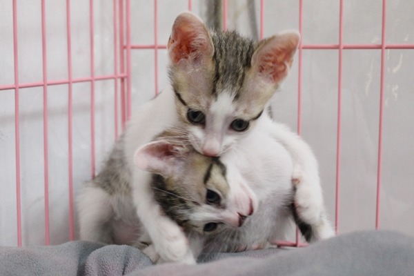 貓咪會互咬，和對方玩遊戲。　江幸芸/攝