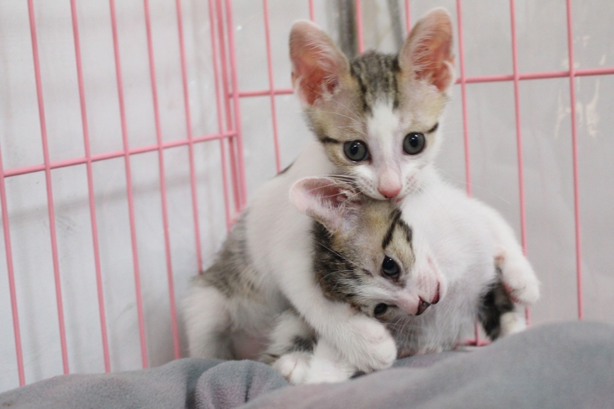 校長宿舍空間大，李文蓉也擴大規模，整棟宿舍約有60隻貓咪。　江幸芸/攝