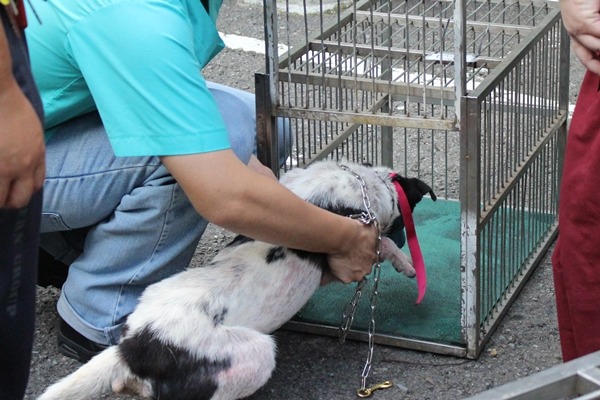 為了安全考量，情緒不穩定的狗兒先裝籠再上車。　江幸芸/攝