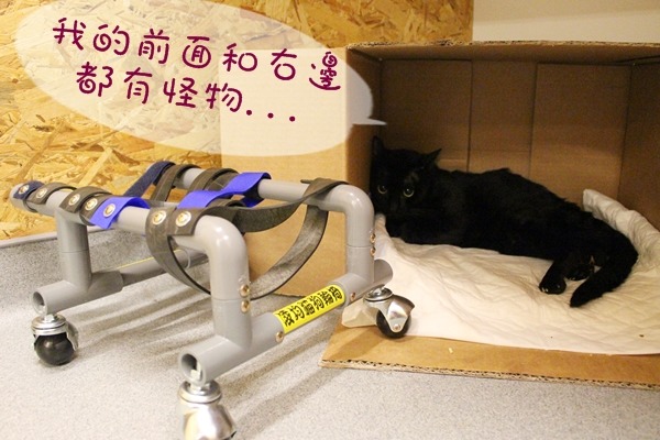 黑嘉麗來到諾亞方舟幾個月了,但仍喜歡待在自己的箱子裡。 江幸芸/攝